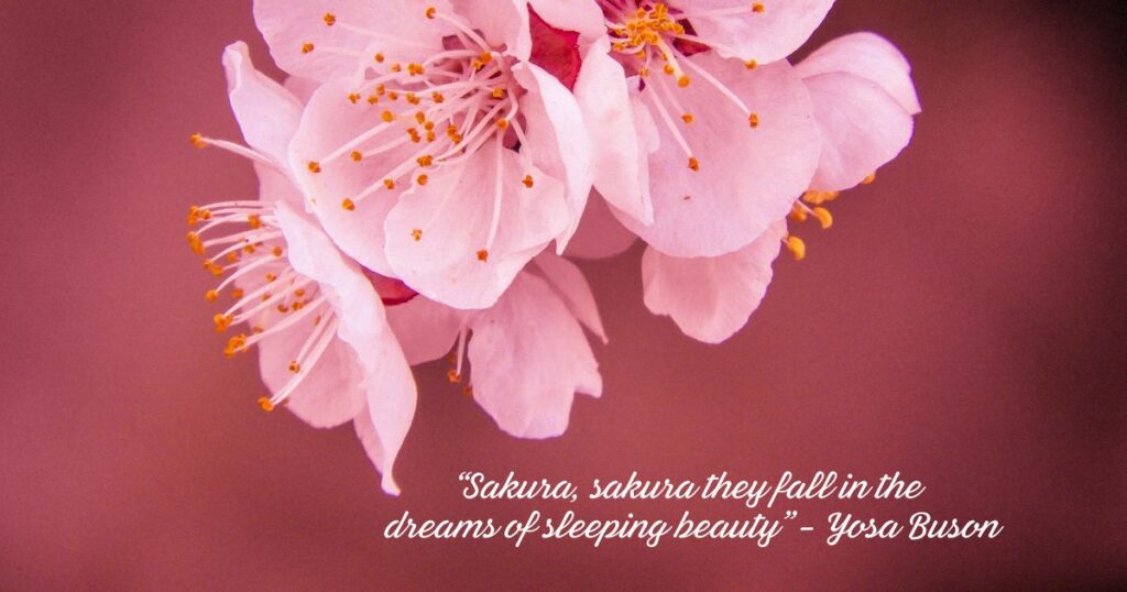 Cherrey blossom love quotes