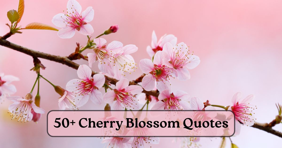 Cherry Blossom quotes