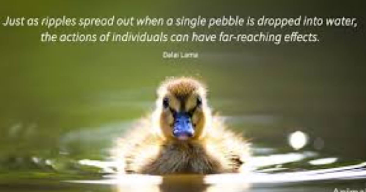 Inspiring Duck Quotes 2025