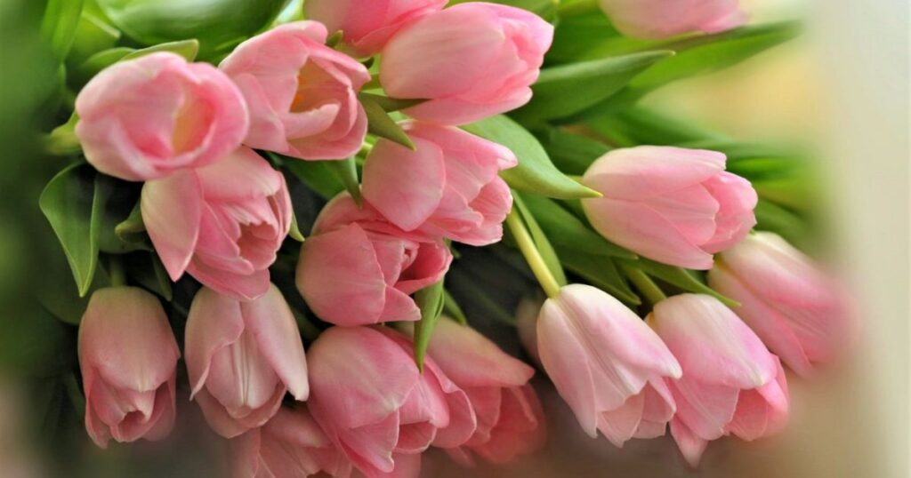 Quotes On Tulips