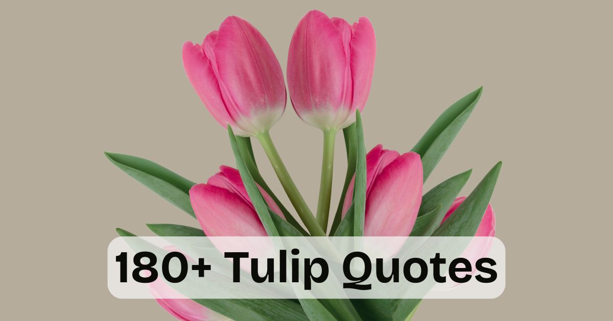 Tulip Quotes