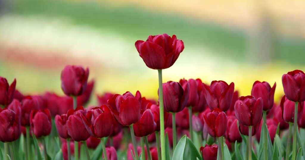 Tulips Quotes About Love